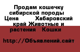 Продам кошечку сибирской породы › Цена ­ 50 - Хабаровский край Животные и растения » Кошки   